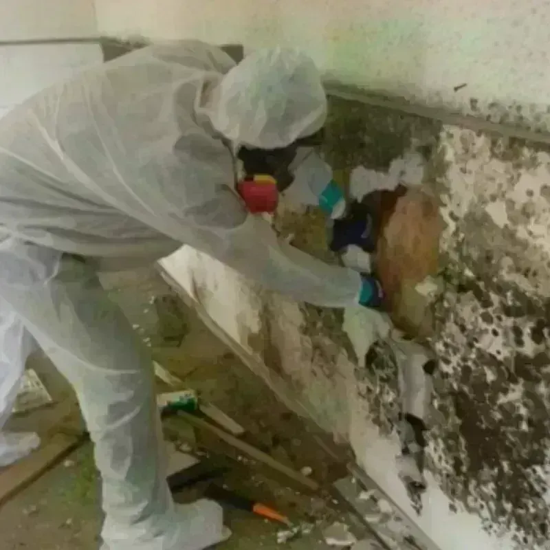 Mold Remediation and Removal in Eagle Butte, SD